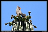  Pyrrhuloxia � Janet Zinn
